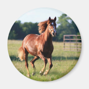 Íman Cavalo Galopping