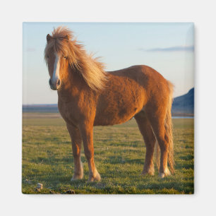 Íman Cavalo Islandês à Luz do Pôr do Sol
