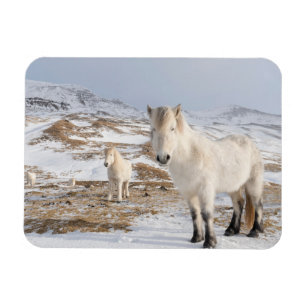 Íman Cavalo islandês   Blonduos, Islândia
