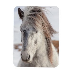 Íman Cavalo islandês branco, foto do focinho