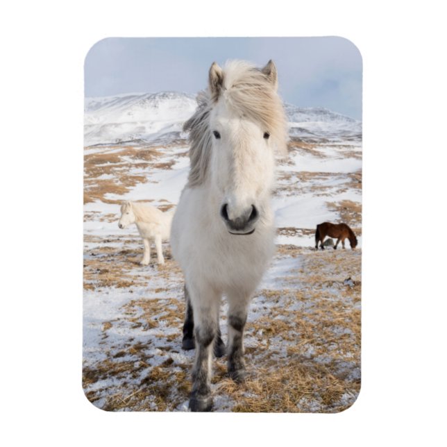 Íman Cavalo Islandês Branco, Islândia (Vertical)