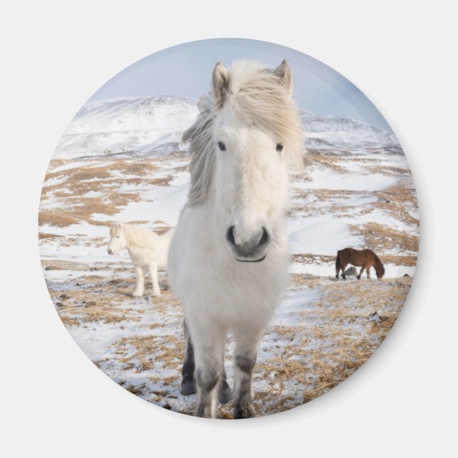 Íman Cavalo Islandês Branco, Islândia (Frente)