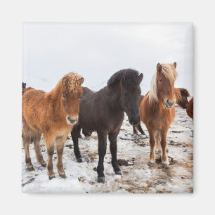 Íman Cavalo Islandês Durante o Inverno Islândia