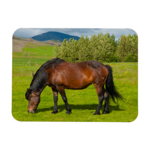 Íman Cavalo Islandês Mossfellsbaer
