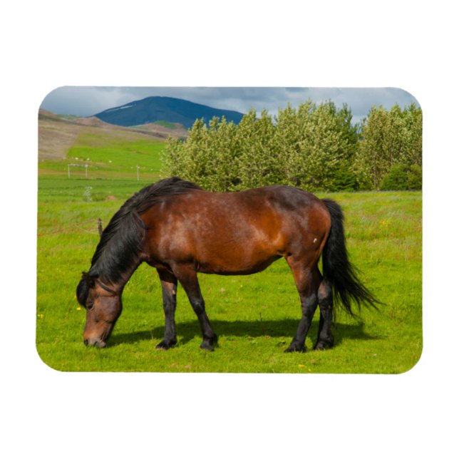 Íman Cavalo Islandês Mossfellsbaer (Horizontal)