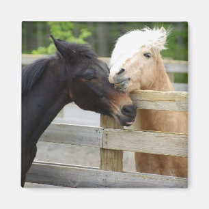 Íman Cavalo Lovin