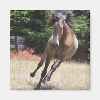 Íman Cavalo Lusitano em Liberdade Ímã