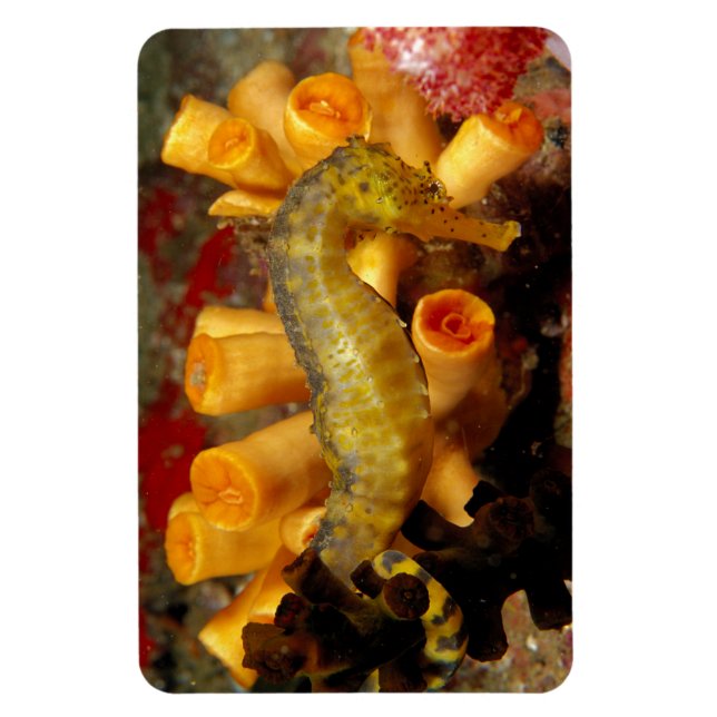 Íman Cavalo-Marinho Tailandês Vista Aproximada (Vertical)