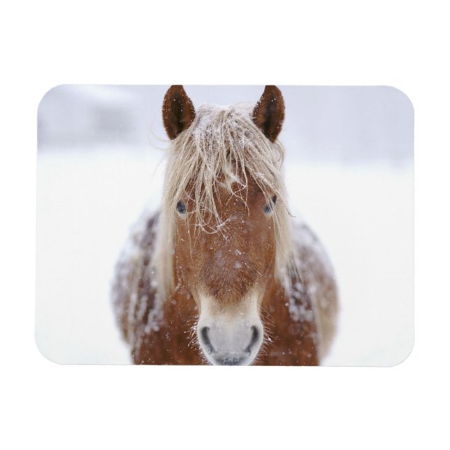 Íman Cavalo Marrom em Campo de Neve Próximo. (Horizontal)