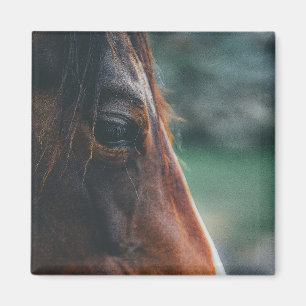 Íman Cavalo Marrom em Close-up