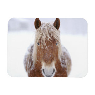 Íman Cavalo Marrom parado em Snowy Field Fechado.