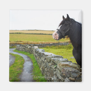 Íman Cavalo na fazenda em Inglaterra rural