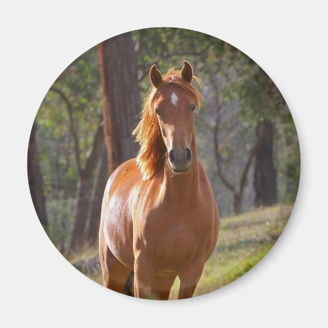 Íman Cavalo Na Floresta (Frente)