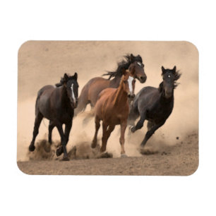 Íman Cavalo na Queda II