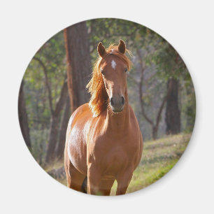 Íman Cavalo nas madeiras