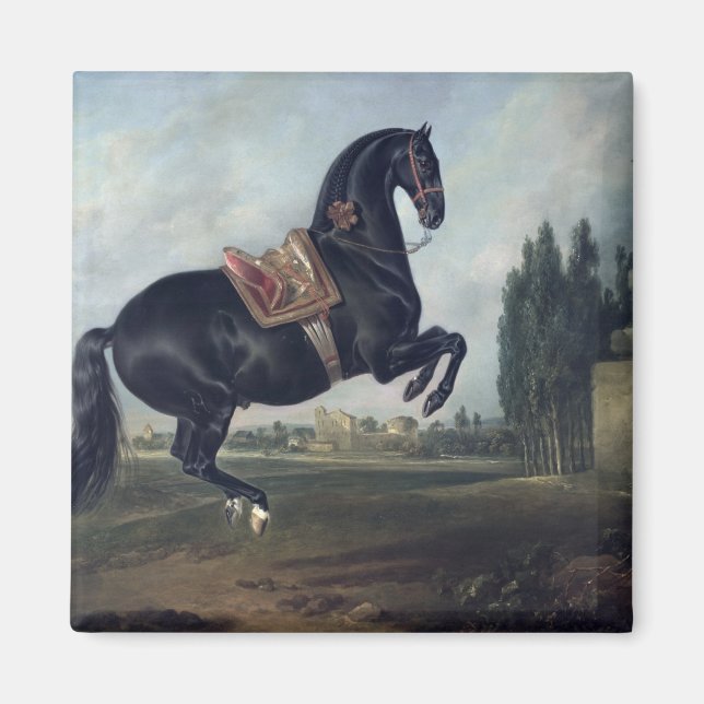 Íman Cavalo negro executando Courbette (Frente)