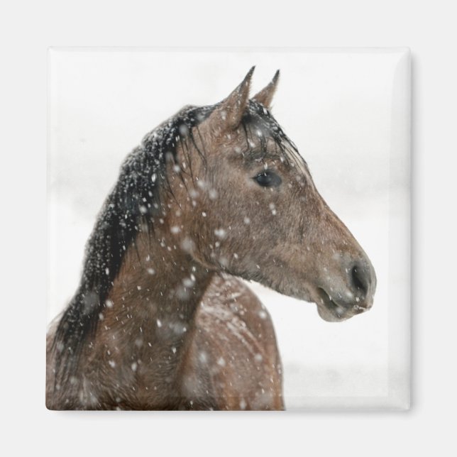 Íman Cavalo no inverno (Frente)