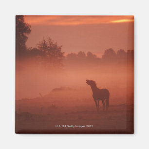 Íman Cavalo no nascer do sol