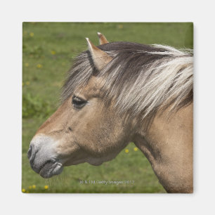 Íman Cavalo norueguês do fiorde