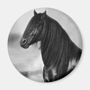 Íman Cavalo orgulhoso do garanhão do preto do frisão
