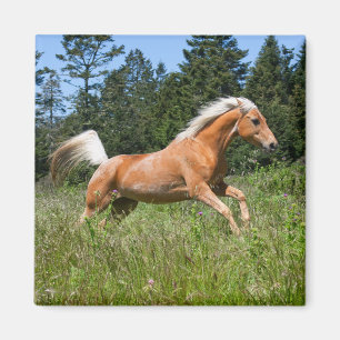 Íman Cavalo Palomino Correndo por uma Campina