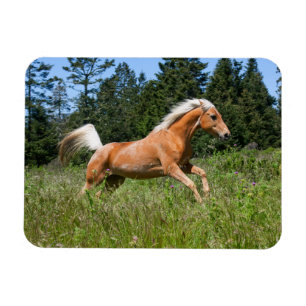 Íman Cavalo Palomino Correndo por uma Campina