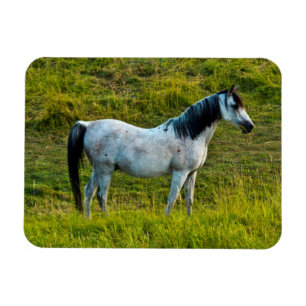 Íman cavalo Palouse, Colfax, Área de Palouse, Washingto