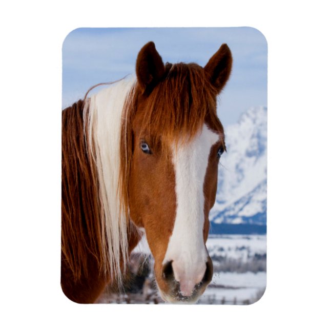 Íman Cavalo Pinto Monte Moran no Inverno (Vertical)