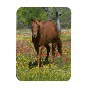 Íman Cavalo Quarto de Milha em Campo de Flores Silvestr