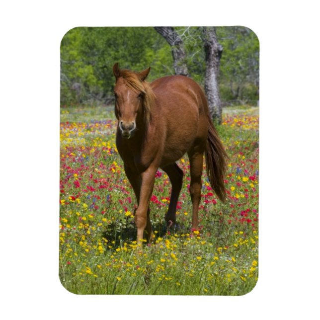 Íman Cavalo Quarto de Milha em Campo de Flores Silvestr (Vertical)