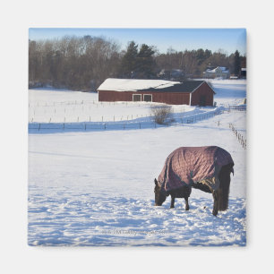 Íman Cavalo que pasta em um campo coberto de neve em