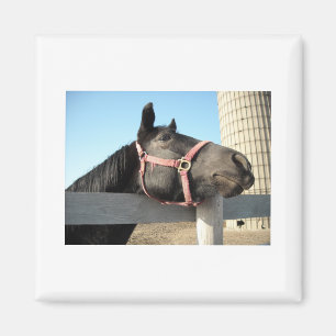 Íman Cavalo/Ranhura/Barn