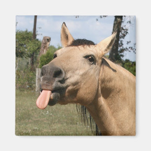 Íman cavalo razzberry