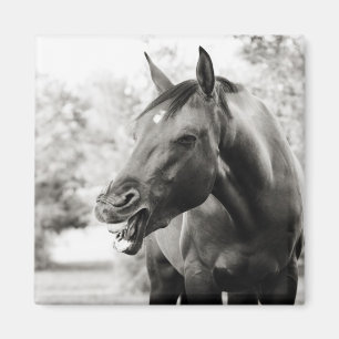 Íman Cavalo Rindo Engraçado