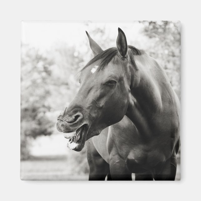 Íman Cavalo Rindo Engraçado (Frente)
