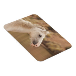 Íman Cavalo selvagem branco