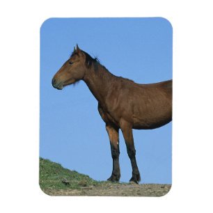 Íman Cavalo selvagem do mustang