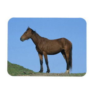 Íman Cavalo selvagem do mustang