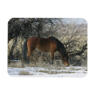 Íman Cavalo selvagem do mustang na neve 1