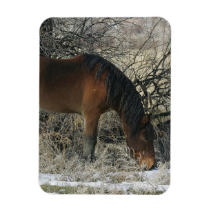 Íman Cavalo selvagem do mustang na neve 1
