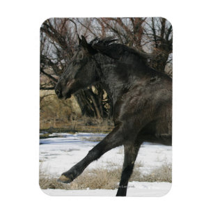 Íman Cavalo selvagem do mustang na neve 2