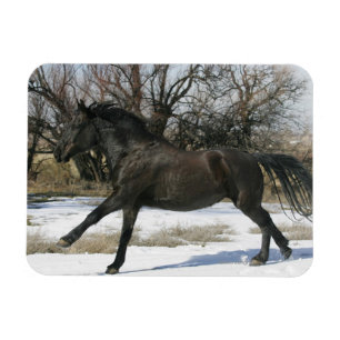 Íman Cavalo selvagem do mustang na neve 2