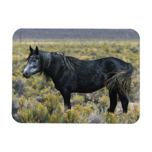 Íman Cavalo selvagem do mustang no deserto