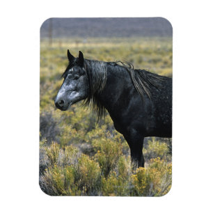 Íman Cavalo selvagem do mustang no deserto