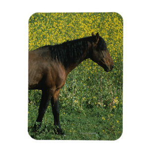 Íman Cavalo selvagem do mustang que está nas flores