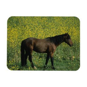 Íman Cavalo selvagem do mustang que está nas flores