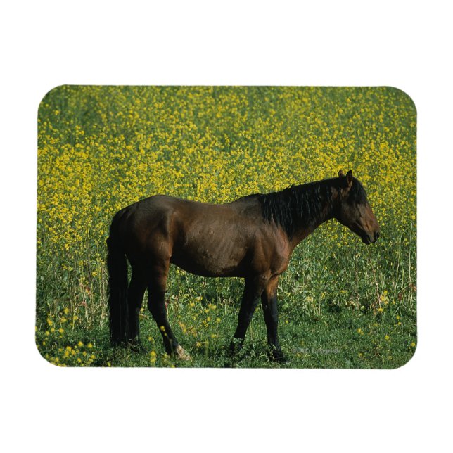 Íman Cavalo Selvagem Mustang em Flores (Horizontal)