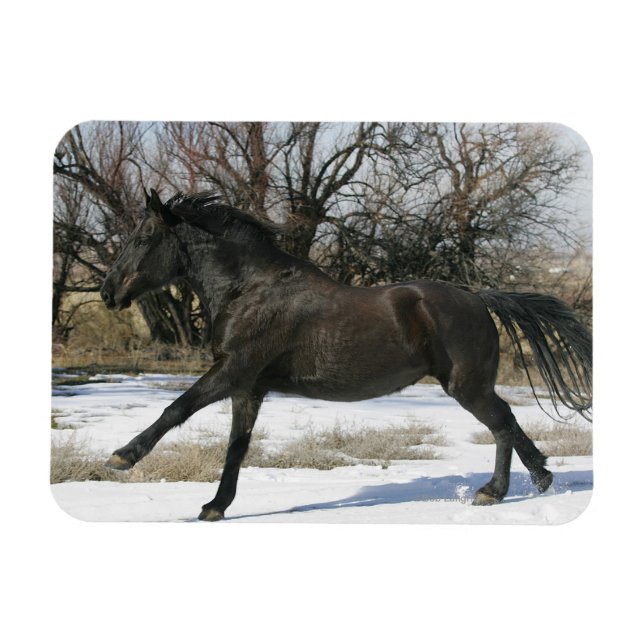 Íman Cavalo Selvagem Mustang na Neve 2 (Horizontal)