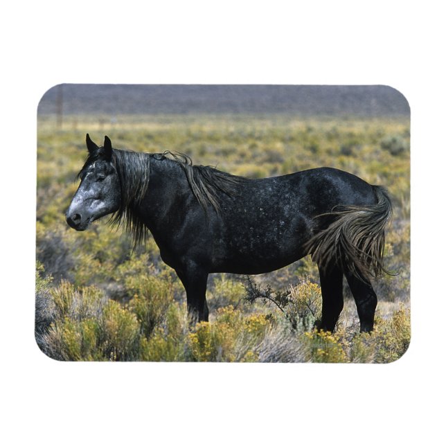 Íman Cavalo Selvagem Mustang no Deserto (Horizontal)