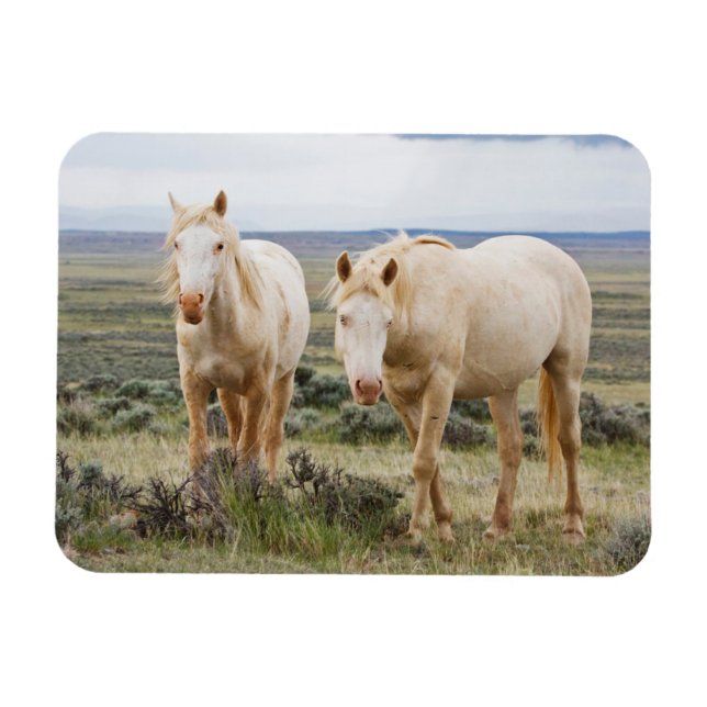 Íman Cavalo Selvagem no Priário de Cody (Horizontal)